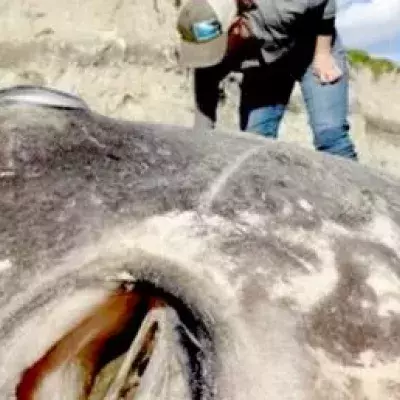 These scientists may have discovered a new marine species.