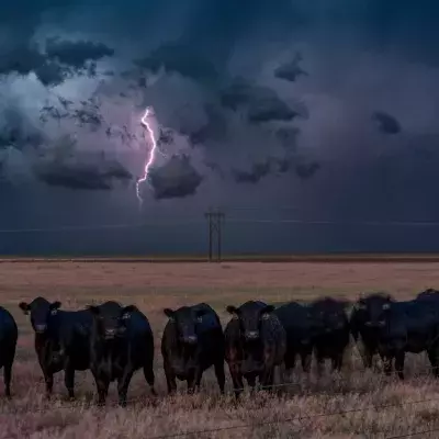 Three Cows That Were Swept To Sea By A Hurricane Were Found Alive 