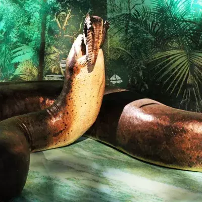 Titanoboa