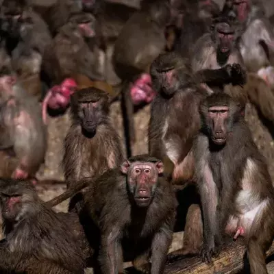 Troop of monkeys kills up to 250 dogs in revenge attacks
