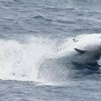 True's Beaked Whale