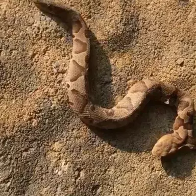 Two-headed snake
