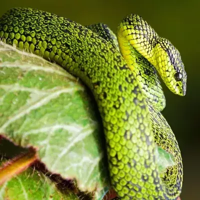 USA: This monstrous snake resurfaces after disappearing