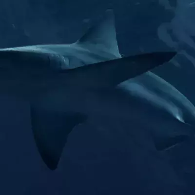 Venomous sharks have been found living in River Thames