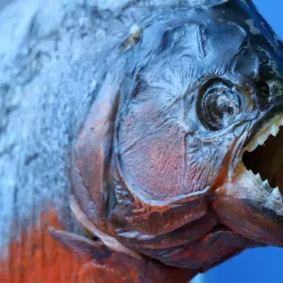 This Video Captured by Tourists Proves Just How Terrifying Piranhas Can Be