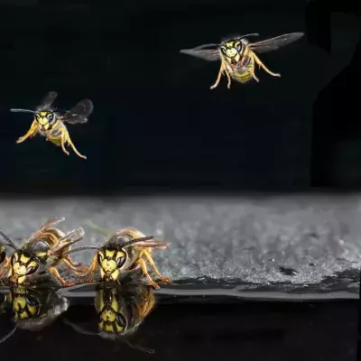 Wasps, huh, what are they good for?