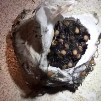 Watch as hundreds of baby spiders hatch out of an egg sack at once 