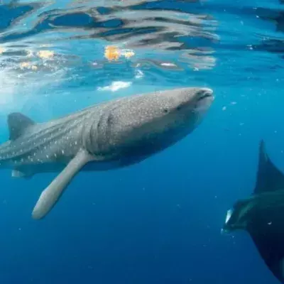 Whale shark