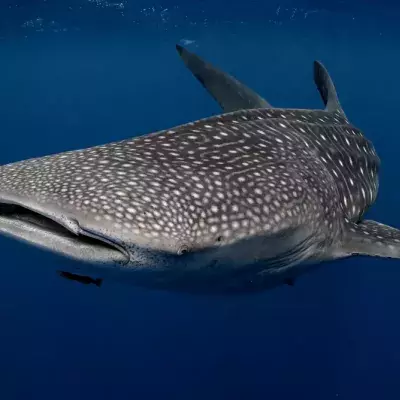 Whale sharks can get pretty big