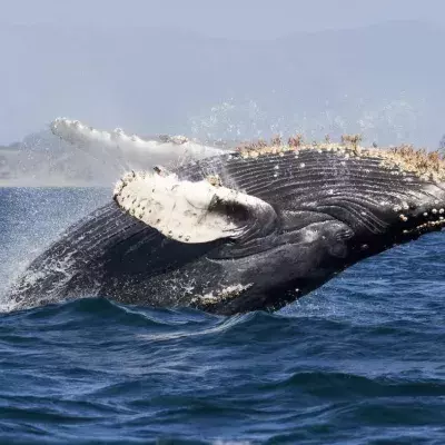 Whale