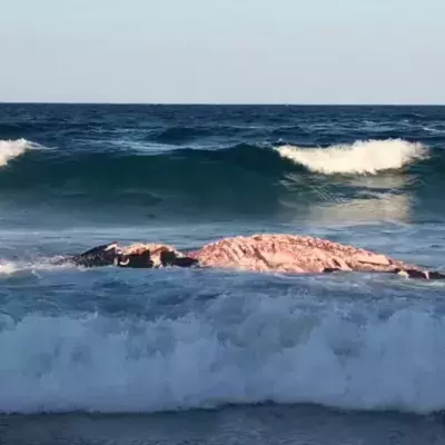 whale