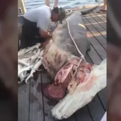 What he found in this shark's stomach left one fisherman shocked