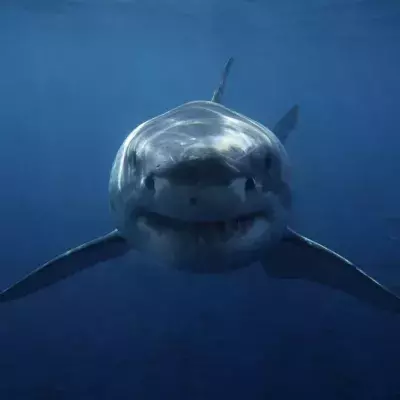 What kind of creature could tear the head off of a shark?