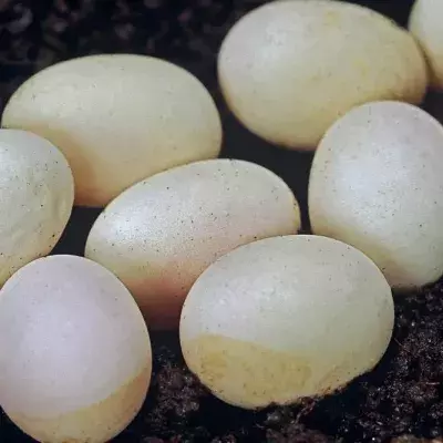 What kind of eggs could they be?