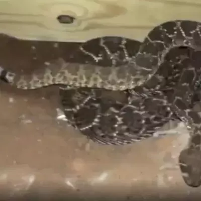 While working in the basement, this man made a disturbing discovery (VIDEO)