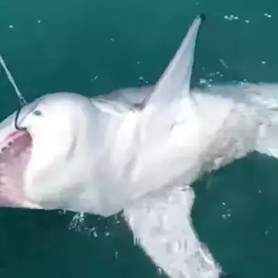 White shark