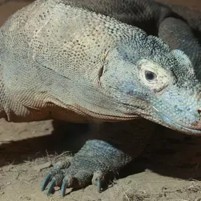 This Is Why Komodo Dragons Never Conquered The World