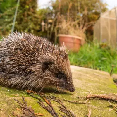 Why New Zealand wants to eradicate hedgehogs from their archipelago