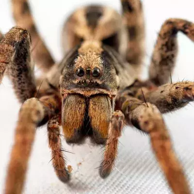 Wolf Spiders Could Have An Unexpected Influence On Global Warming