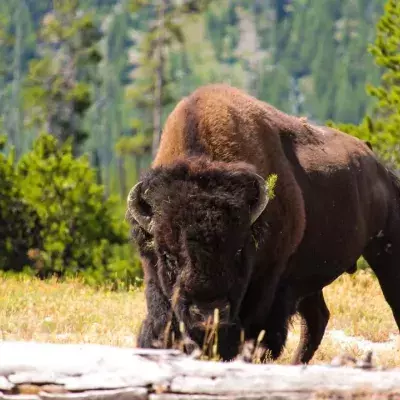 Woman narrowly avoids being attacked by a bison after playing dead