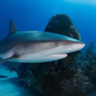 Woman punched 2-metre long shark