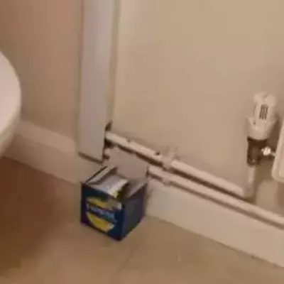 Woman terrified to find python sticking its head out of her toilet at 5am