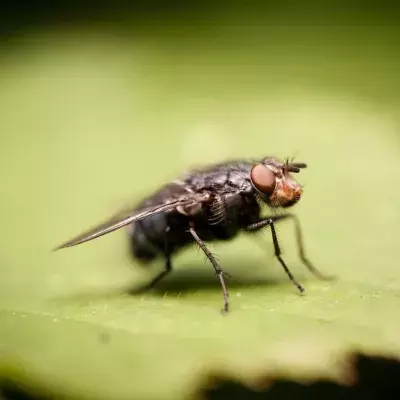 Worst plague of fleas to hit the UK this autumn