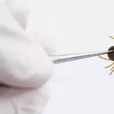 Your Eating Behaviour Could Be Reprogrammed After Being Bitten By This Tick
