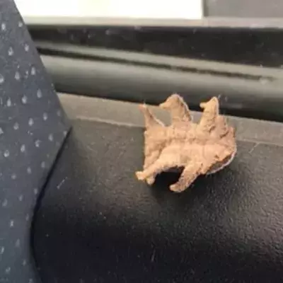 An Alien-Looking Creature Somehow Found Its Way Into A Man's Car