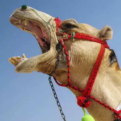 An American Woman Bit A Camels Testicles In 'Self Defence'
