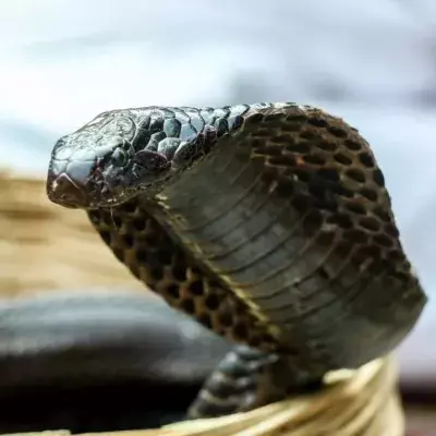 Animal attack: Cobra hiding in toilet mangles man's testicles 