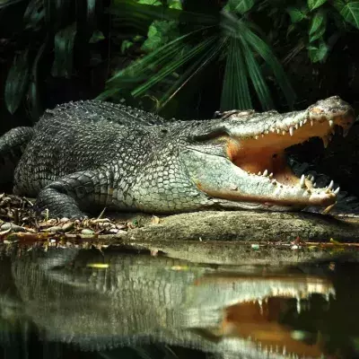 Australian woman fishes two sharks, only for a crocodile to devour them