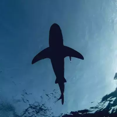 Baby shark with unusual human face caught in Indonesia 