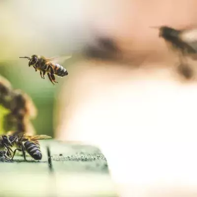 Bee populations are rising following Black Summer bushfires