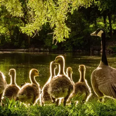 Bird flu has spread to humans for the first time and this is how great of a pandemic danger it is