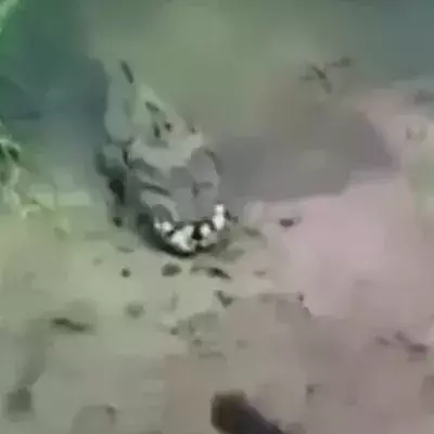 This Bizarre Creature Was Filmed On The Banks Of A Ukrainian River - And No One Knows What It Is