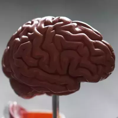 Brain