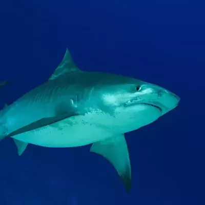 British man killed by great white shark in Australia
