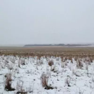 Can you spot the 500 sheep in this photo?