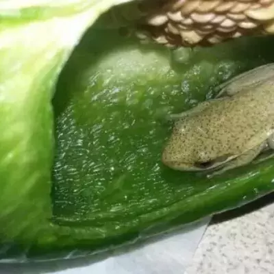 Canadian Couple Found A Frog Inside A Bell Pepper That Was Bought From A Supermarket
