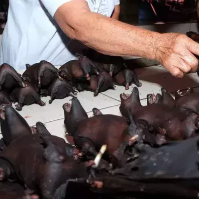 Chinese markets have reopened and they are still selling wild animals despite new regulations