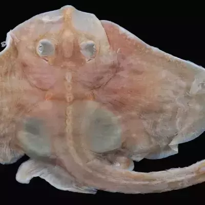 Clearnose Skate