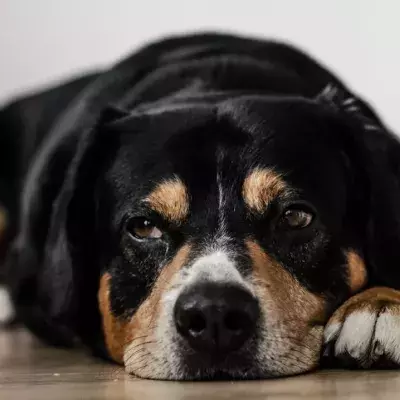 COVID-19: Alpha variant can lead to severe heart disease in pets