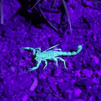 COVID-19: Scorpion venom could be the answer to variants, study finds