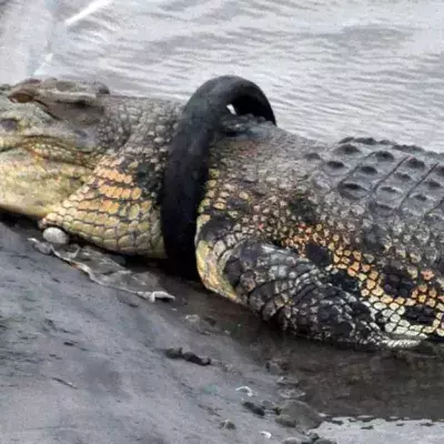 Crocodile living with tire arounds its neck.