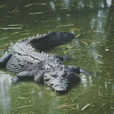 Crocodile 