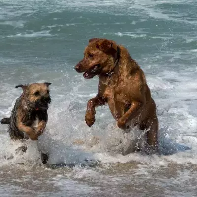 The ‘dating app’ designed for dogs
