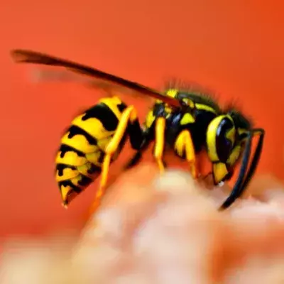 Dead wasps