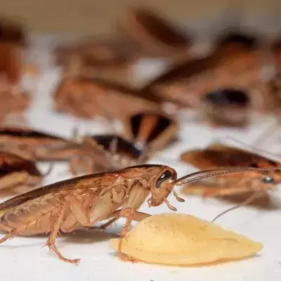 Duck soup shouldn't be crunchy!