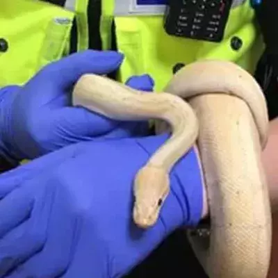 Dudley couple shocked to find 5ft python in their bedroom